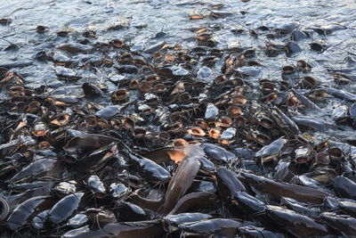 High angle view of birds on shore