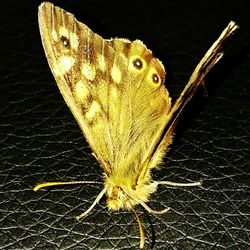 Close-up of butterfly