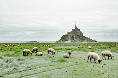 Flock of sheep on field