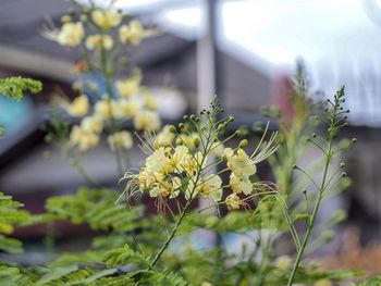 Close-up of yellow flowering plant