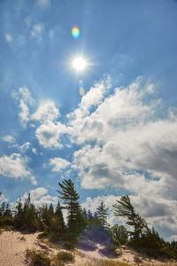 Low angle view of trees against sky on sunny day