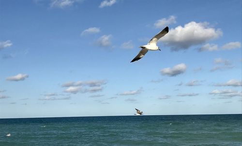 Seagull flying over sea against sky