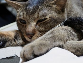 Close-up portrait of cat