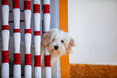 Sweet fury white dog leaning out of a window with balusters at the heritage town of salamina