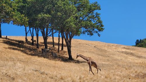 Zebras and giraffe in dead grass with blue sky and living shade trees