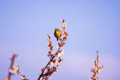 Low angle view of flowering plant against clear blue sky