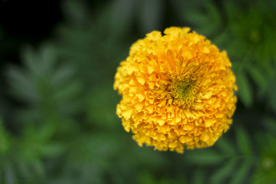 Close-up of yellow marigold flower