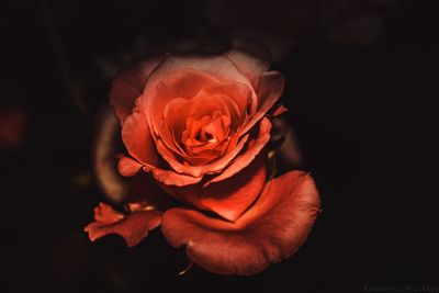 Close-up of rose against black background