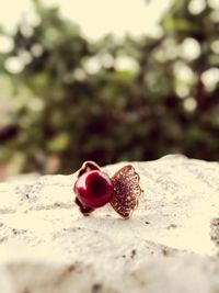 Close-up of strawberry on tree