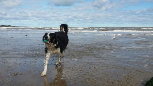 Dog on beach