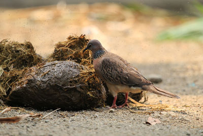 Close-up of bird