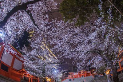 Low angle view of cherry blossom tree at night