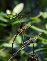 Close-up of insect on plant