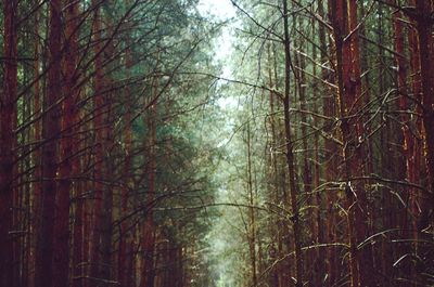 Low angle view of bamboo trees in forest
