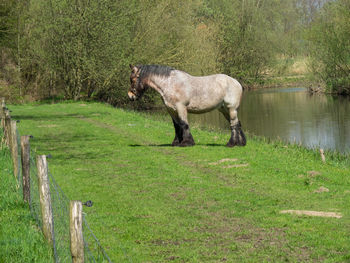 Side view of horse standing on land