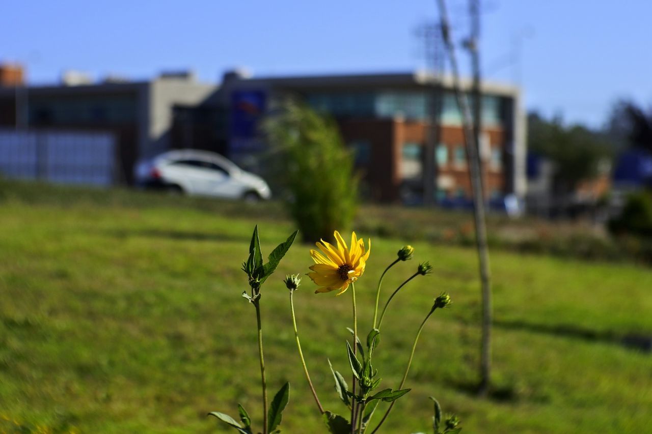 flower, focus on foreground, building exterior, nature, no people, plant, growth, beauty in nature, outdoors, fragility, built structure, field, architecture, flower head, day, grass, close-up, freshness, sky