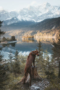 Horse in a lake