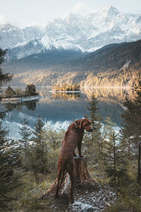 Rhodesian ridgeback overlooking lake in germany