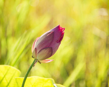 Close-up of pink flower bud