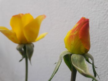 Close-up of yellow rose