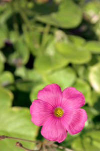 Close-up of pink flower