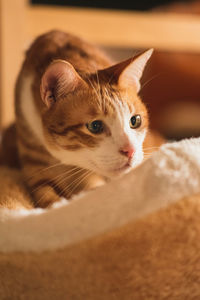 Close-up portrait of a cat