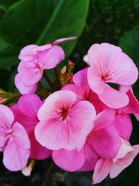 Close-up of pink flowers