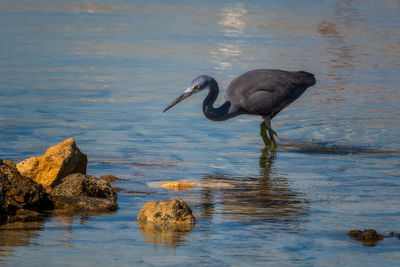 Bird on rock by lake