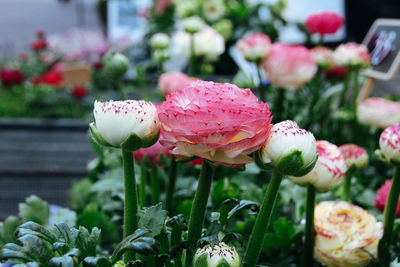 Close-up of pink flowers blooming outdoors