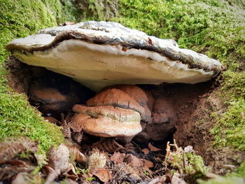 Close-up of mushrooms growing on field in forest