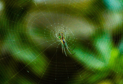 Close-up of spider on web