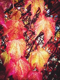 Low angle view of maple tree during autumn