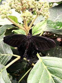 Close-up of butterfly on plant