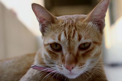 Close-up portrait of cat