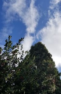 Low angle view of trees against sky