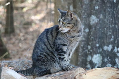 Cat sitting on a tree