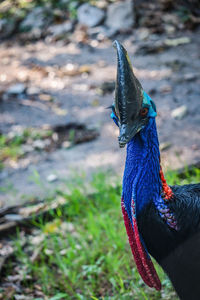 Close-up of a bird on a field