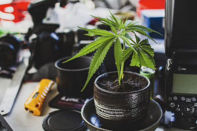 Close-up of potted plant on table