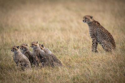 Cheetah sitting on field in zoo