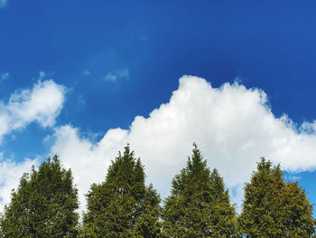 Low angle view of trees against sky