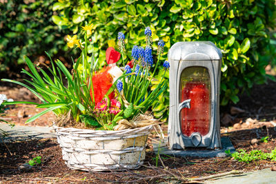 Plants growing in garden