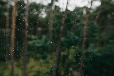 Full frame shot of wet spider web in rain