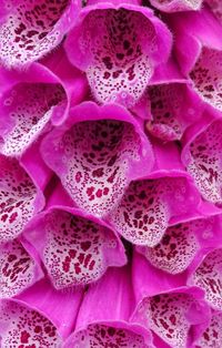 Full frame shot of pink flowers