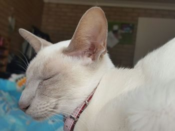 Close-up of cat relaxing at home