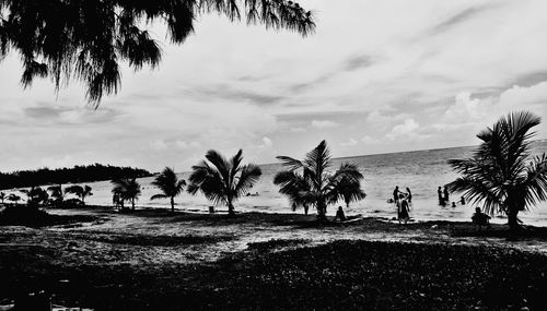 Palm trees on beach against sky