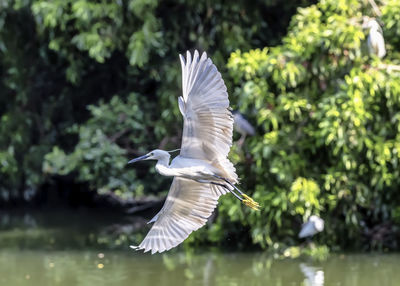 Bird flying over the sea