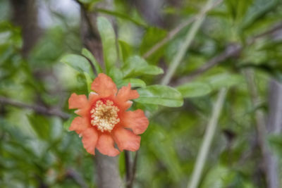 Close-up of red flower