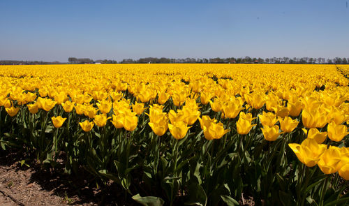 Scenic view of yellow flowering field against sky