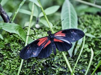 Close-up of butterfly on plant