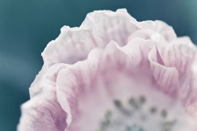 Close-up of pink rose flower